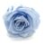 A sky blue small size rose view