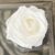 A white colored rose top view small size