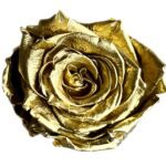 Classic Single Forever Rose in golden