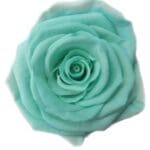 Classic Single Forever Rose in mint green small