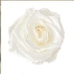 Classic Single Forever Rose in white small