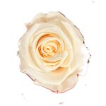 Classic Single Forever Rose in white