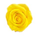 Classic Single Forever Rose in yellow small