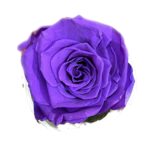 Classic Single Forever Rose in purple