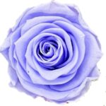 Classic Single Forever Rose in lavender
