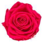 Classic Single Forever Rose in red